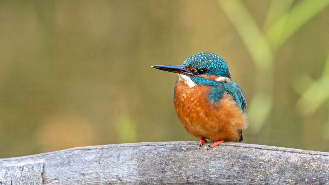 Bartgeier, Gypaète Barbu, Quebrantahuesos, Lämmergeier, Lammergeier, 
