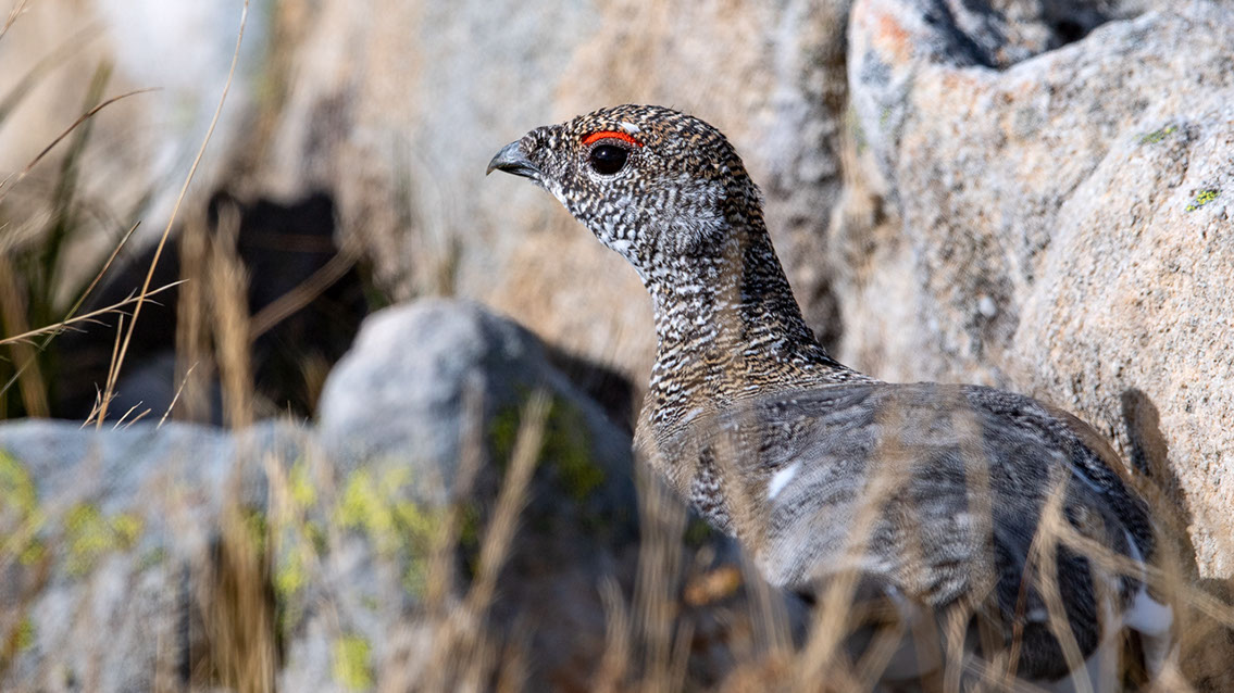 Bartgeier, Gypaète Barbu, Quebrantahuesos, Lämmergeier, Lammergeier, 