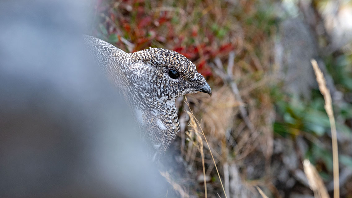 Bartgeier, Gypaète Barbu, Quebrantahuesos, Lämmergeier, Lammergeier, 