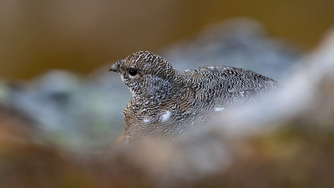 Bartgeier, Gypaète Barbu, Quebrantahuesos, Lämmergeier, Lammergeier, 