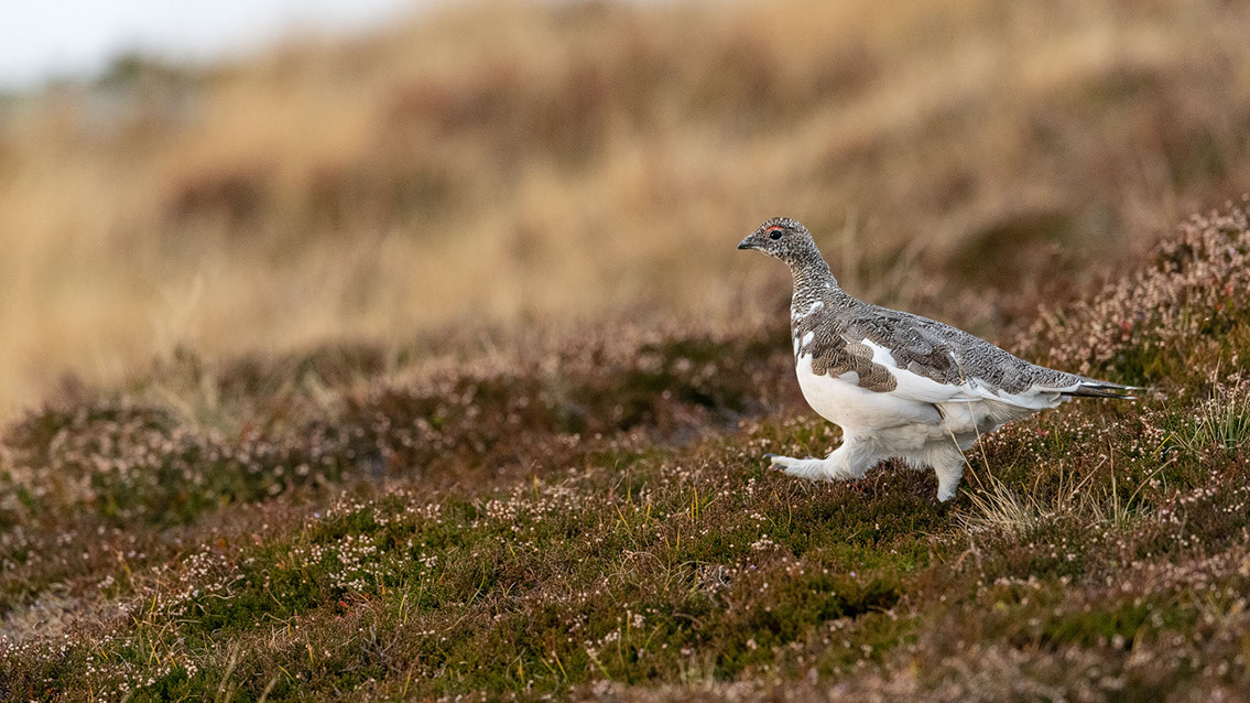 Bartgeier, Gypaète Barbu, Quebrantahuesos, Lämmergeier, Lammergeier, 