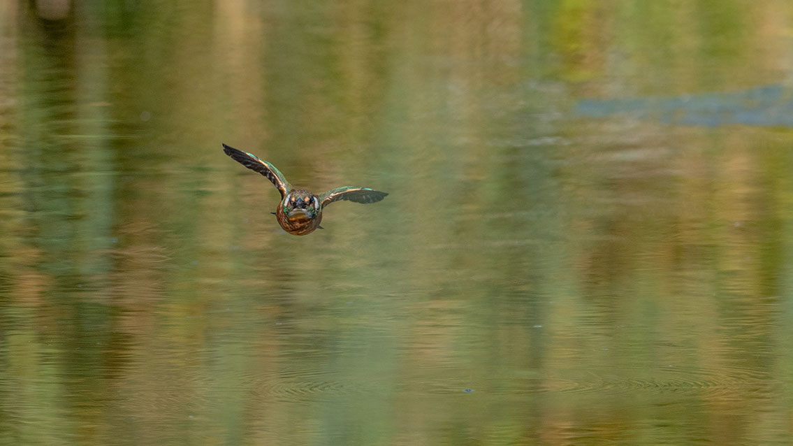Bartgeier, Gypaète Barbu, Quebrantahuesos, Lämmergeier, Lammergeier, 