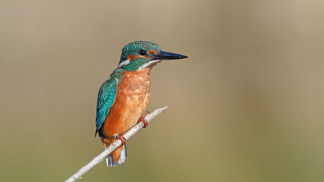 Bartgeier, Gypaète Barbu, Quebrantahuesos, Lämmergeier, Lammergeier, 