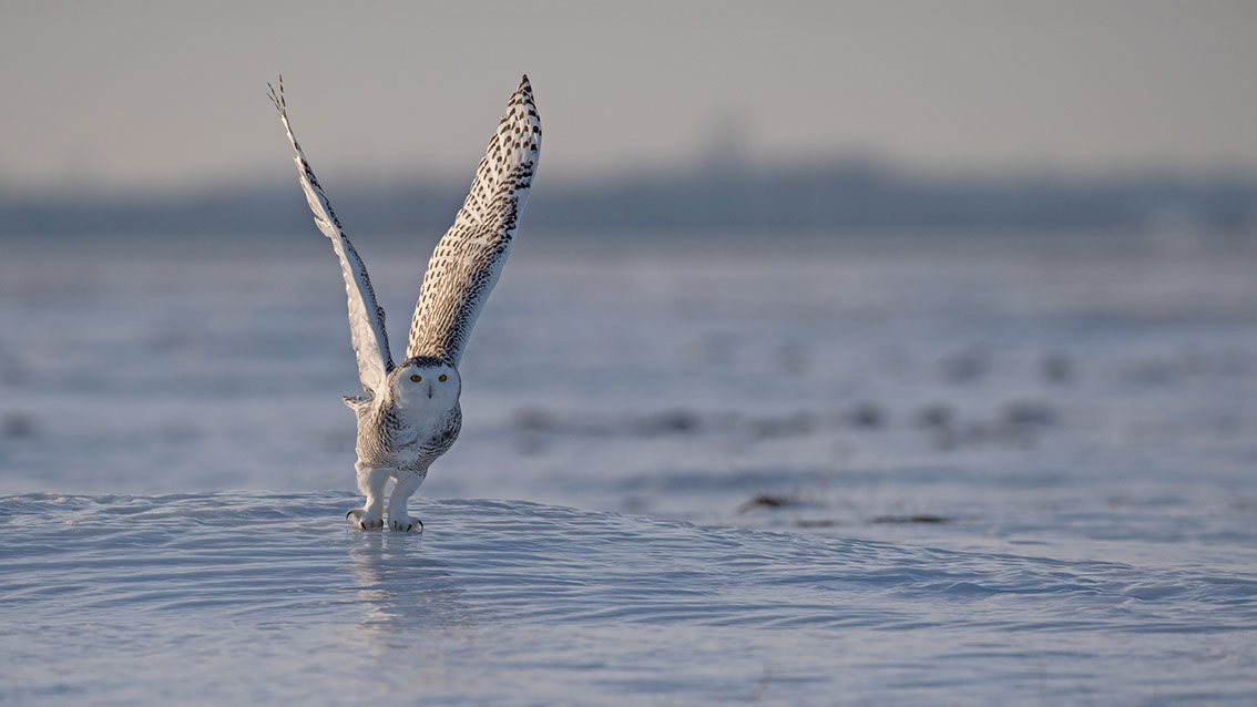 Schneeule; Schneeeule; Bubo scandiacus; Snowy owl; Strigiformes; choutte harfang; civetta delle nevi; Fjällugga; Nyctea;