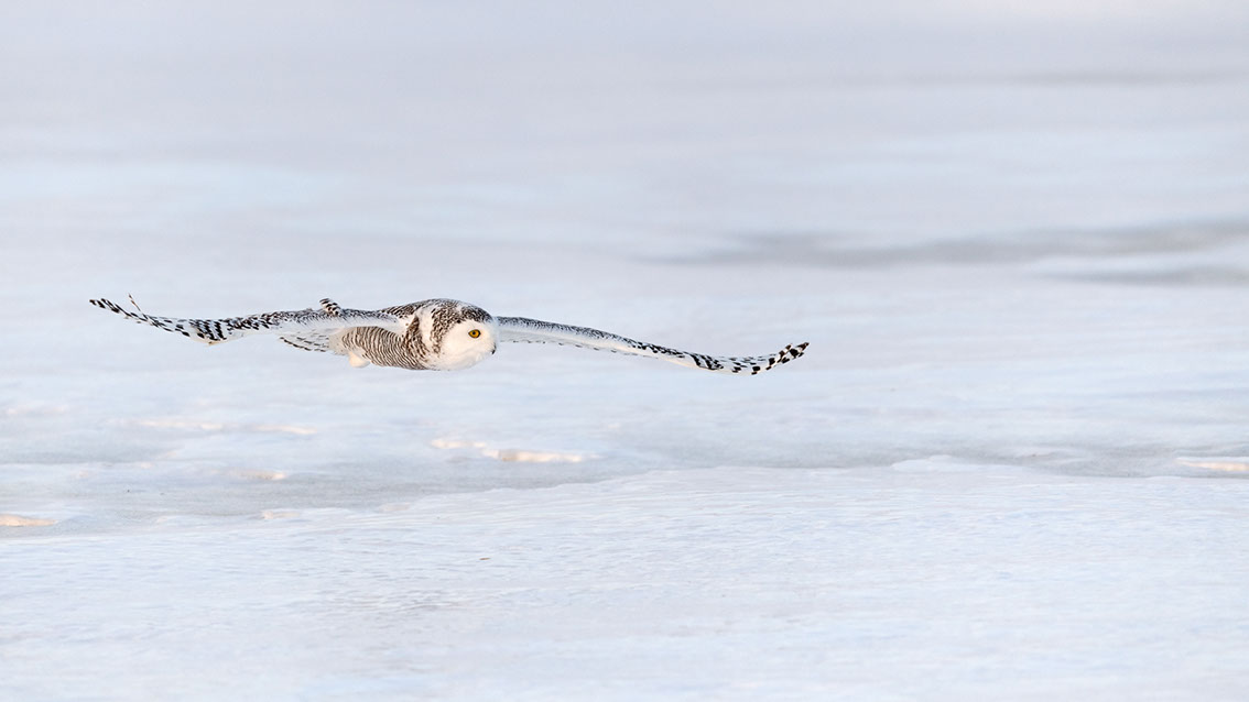 Schneeule; Schneeeule; Bubo scandiacus; Snowy owl; Strigiformes; choutte harfang; civetta delle nevi; Fjällugga; Nyctea;