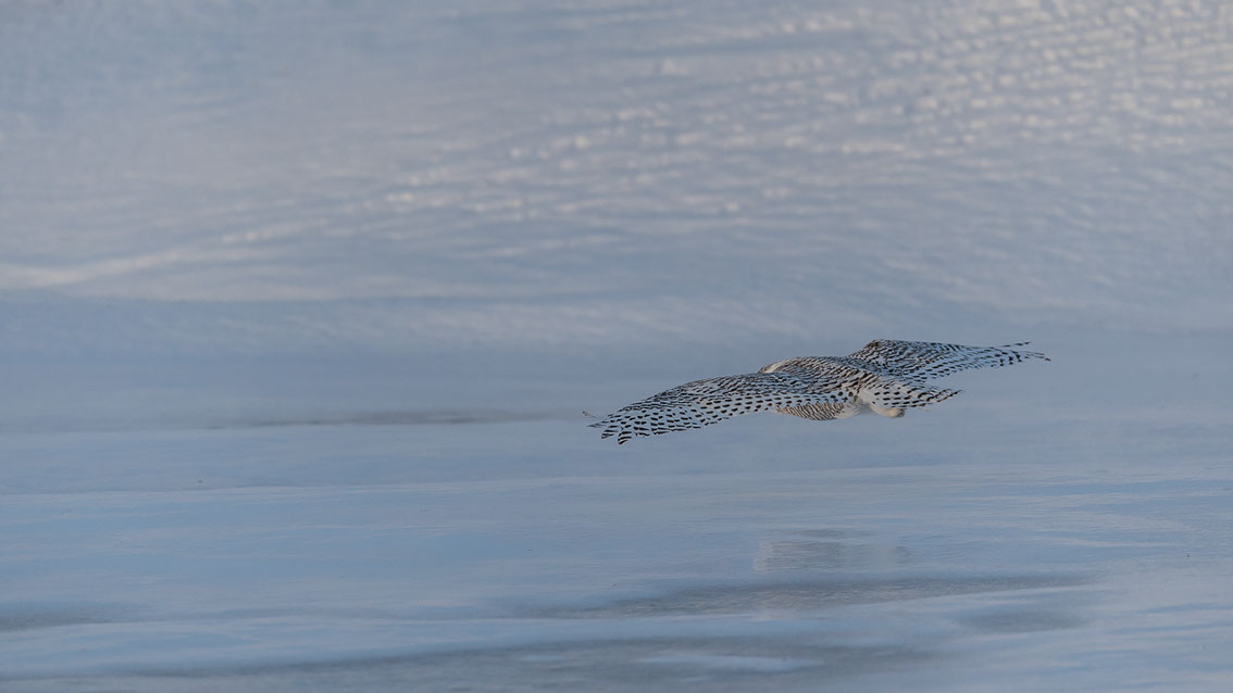 Schneeule; Schneeeule; Bubo scandiacus; Snowy owl; Strigiformes; choutte harfang; civetta delle nevi; Fjällugga; Nyctea;