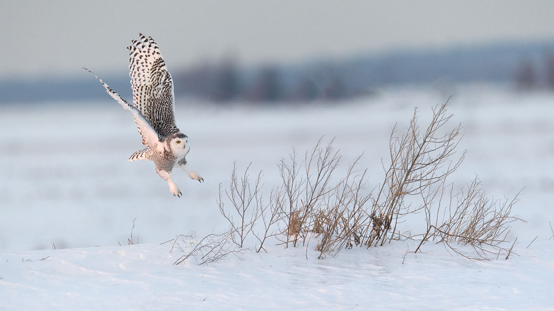 Schneeule; Schneeeule; Bubo scandiacus; Snowy owl; Strigiformes; choutte harfang; civetta delle nevi; Fjällugga; Nyctea;