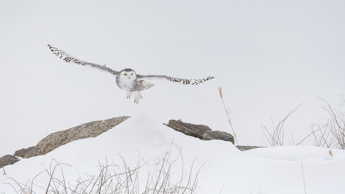 Schneeule; Schneeeule; Bubo scandiacus; Snowy owl; Strigiformes; choutte harfang; civetta delle nevi; Fjällugga; Nyctea;