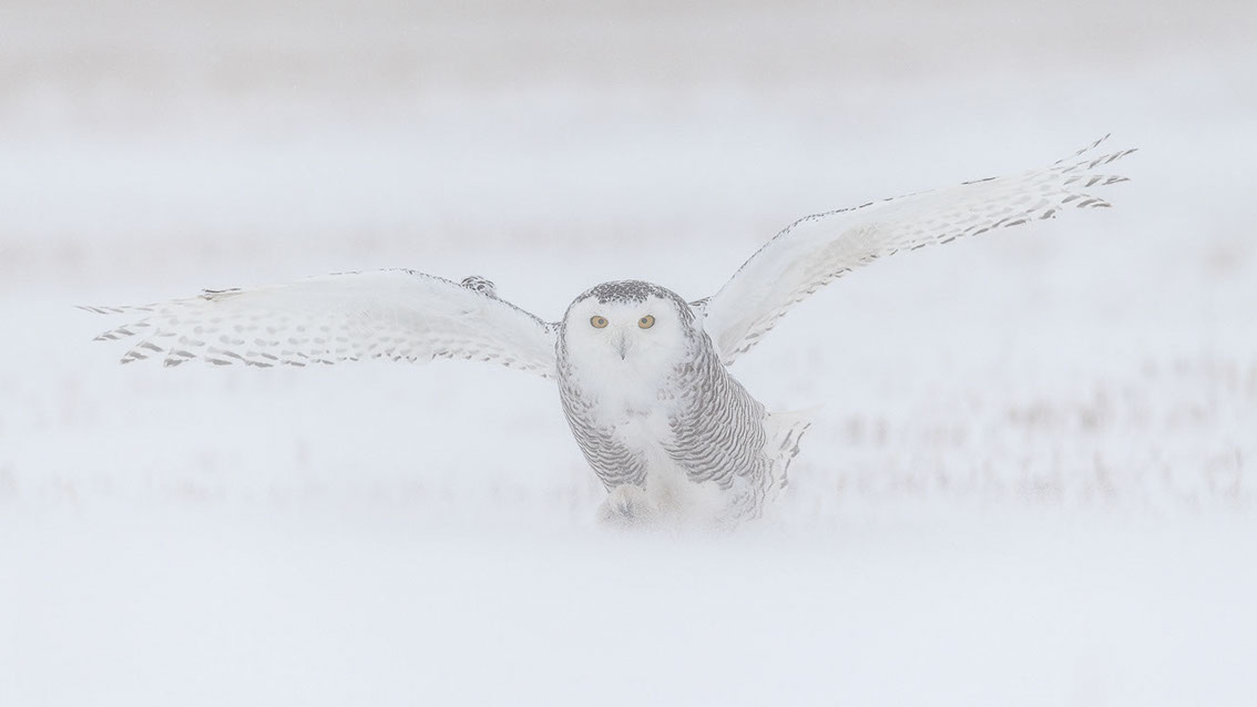 Schneeule; Schneeeule; Bubo scandiacus; Snowy owl; Strigiformes; choutte harfang; civetta delle nevi; Fjällugga; Nyctea;