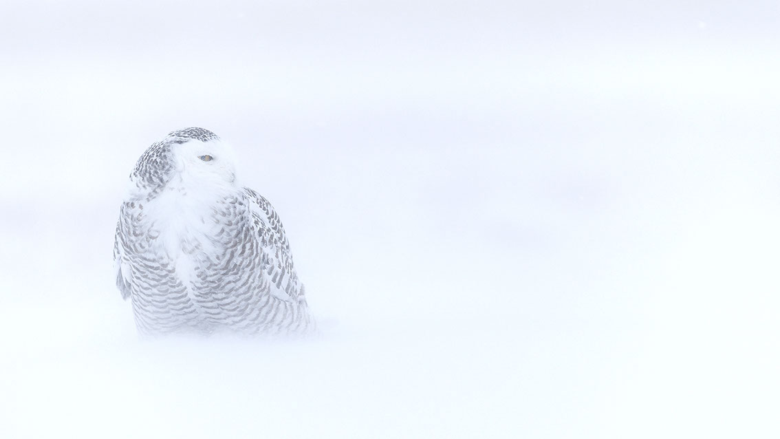 Schneeule; Schneeeule; Bubo scandiacus; Snowy owl; Strigiformes; choutte harfang; civetta delle nevi; Fjällugga; Nyctea;