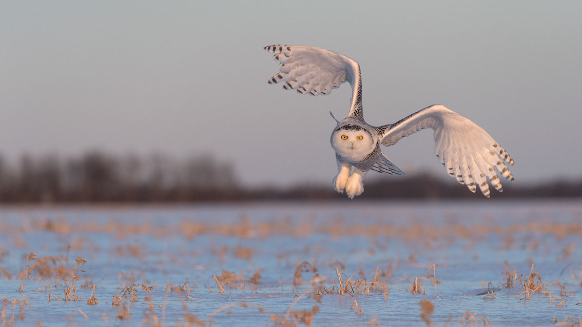 Schneeule; Schneeeule; Bubo scandiacus; Snowy owl; Strigiformes; choutte harfang; civetta delle nevi; Fjällugga; Nyctea;