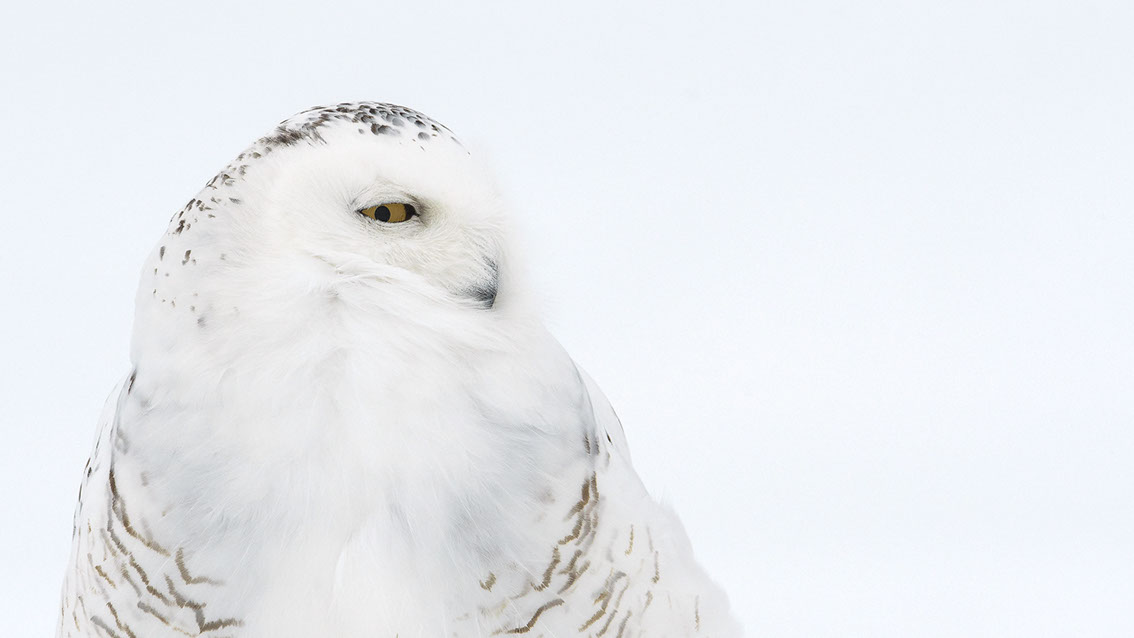 Schneeule; Schneeeule; Bubo scandiacus; Snowy owl; Strigiformes; choutte harfang; civetta delle nevi; Fjällugga; Nyctea;