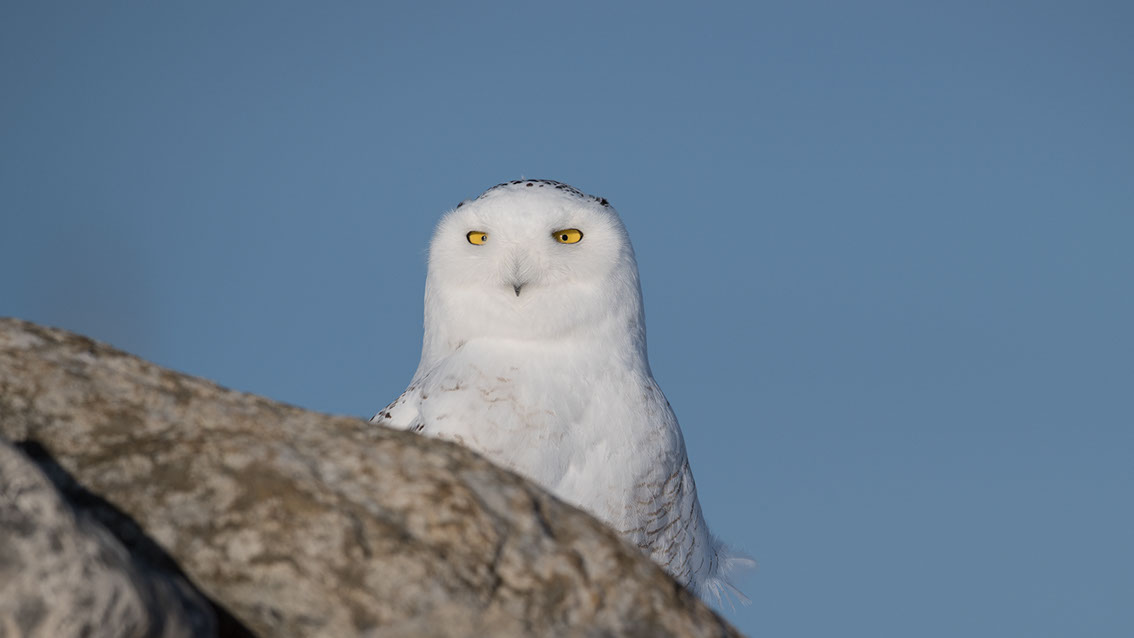 Schneeule; Schneeeule; Bubo scandiacus; Snowy owl; Strigiformes; choutte harfang; civetta delle nevi; Fjällugga; Nyctea;