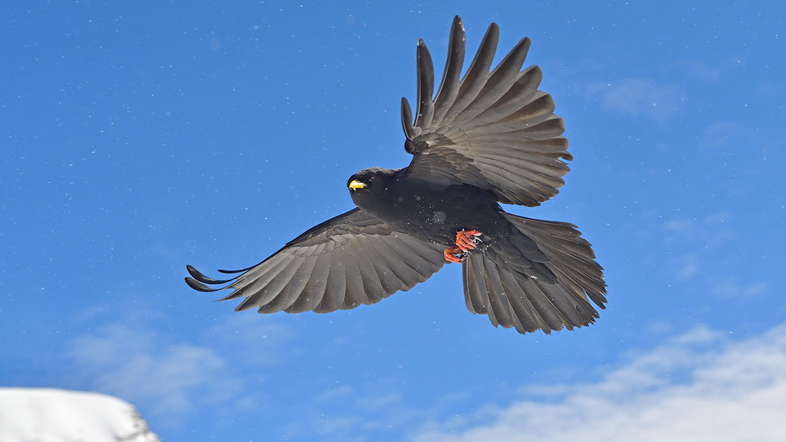 Bartgeier, Gypaète Barbu, Quebrantahuesos, Lämmergeier, Lammergeier, 