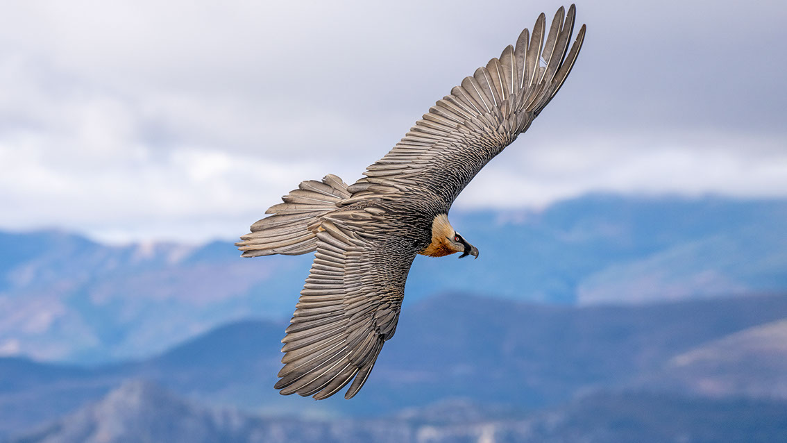 Bartgeier, Gypaète Barbu, Quebrantahuesos, Lämmergeier, Lammergeier, 