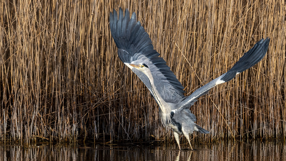 Bartgeier, Gypaète Barbu, Quebrantahuesos, Lämmergeier, Lammergeier, 