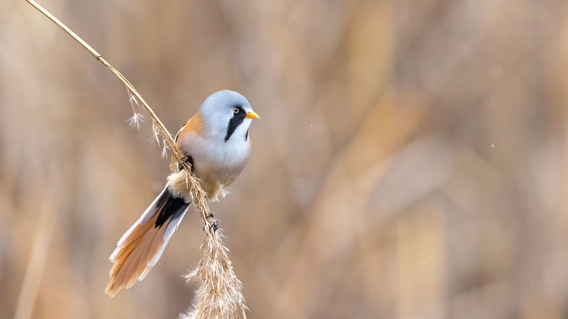 Bartgeier, Gypaète Barbu, Quebrantahuesos, Lämmergeier, Lammergeier, 