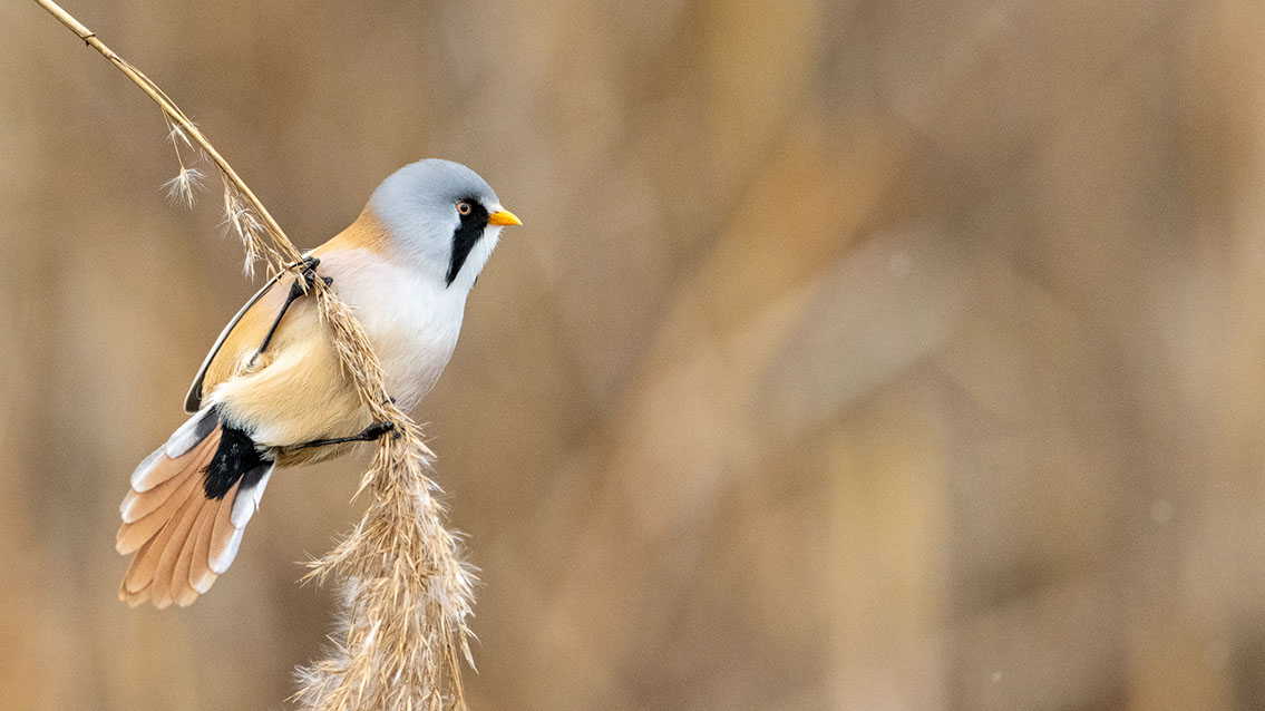 Bartgeier, Gypaète Barbu, Quebrantahuesos, Lämmergeier, Lammergeier, 