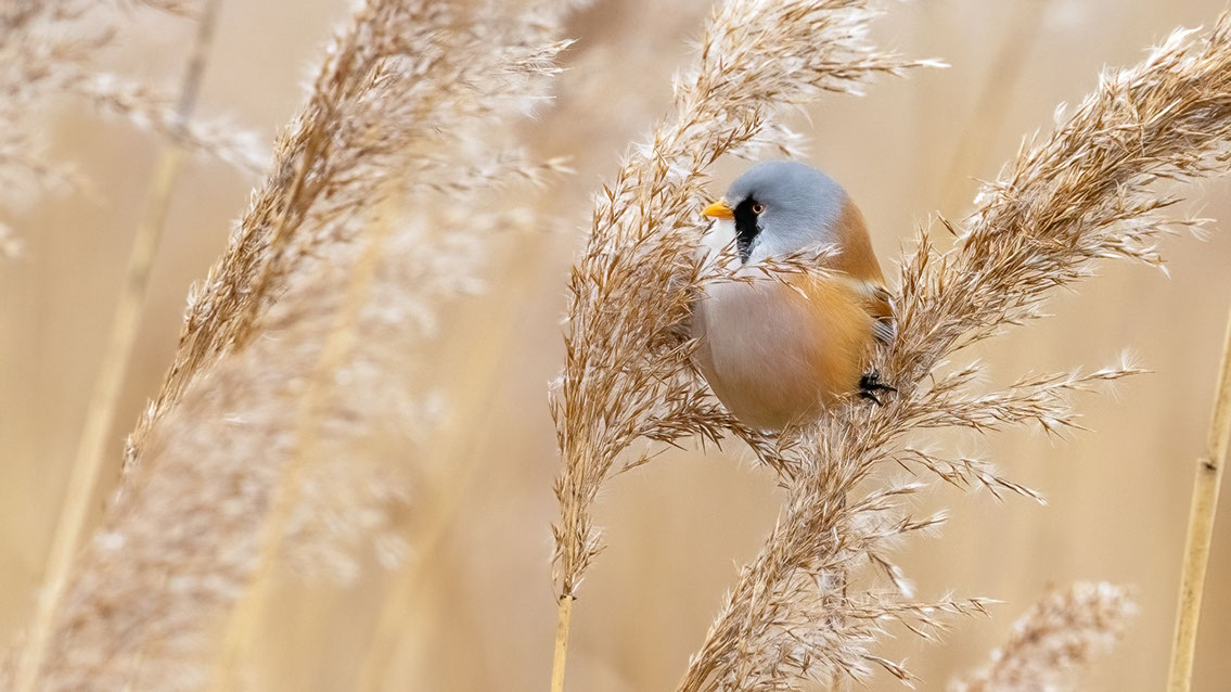 Bartgeier, Gypaète Barbu, Quebrantahuesos, Lämmergeier, Lammergeier, 