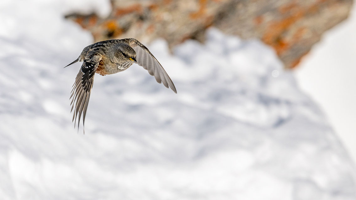 Bartgeier, Gypaète Barbu, Quebrantahuesos, Lämmergeier, Lammergeier, 