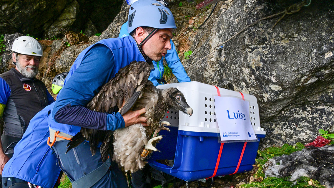 Bartgeier, Gypaète Barbu, Quebrantahuesos, Lämmergeier, Lammergeier, 
