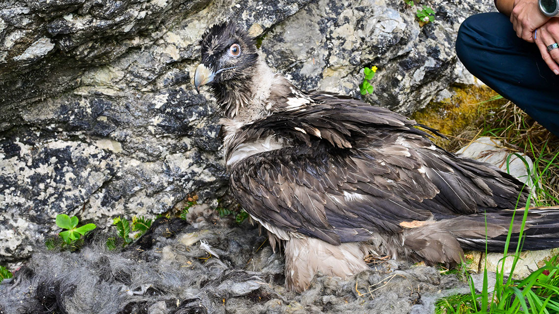 Bartgeier, Gypaète Barbu, Quebrantahuesos, Lämmergeier, Lammergeier, 