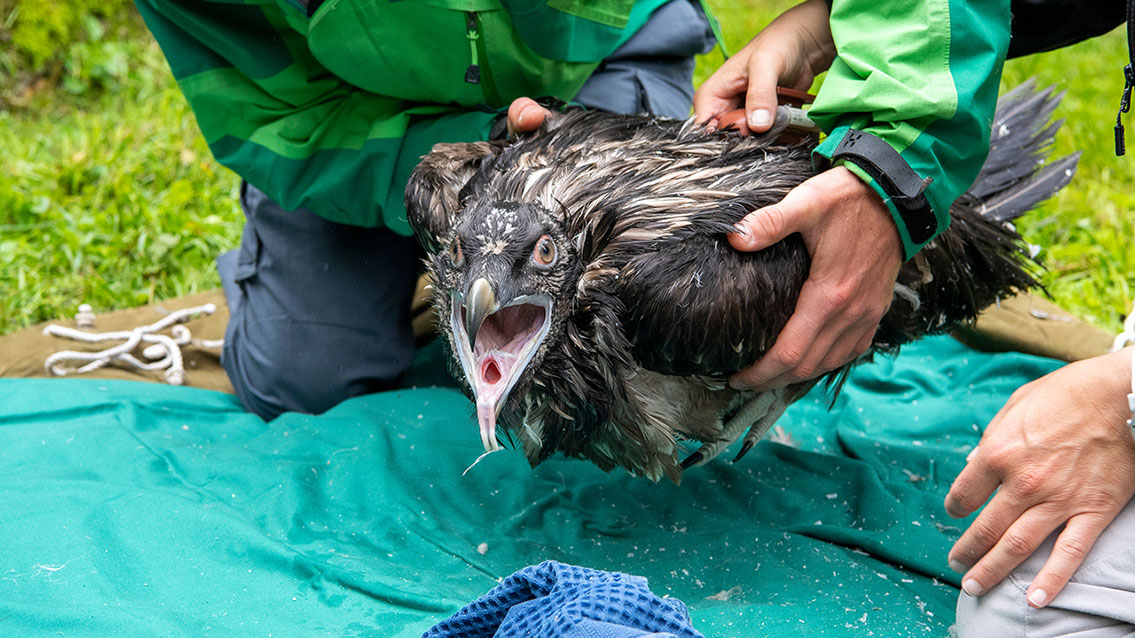 Bartgeier, Gypaète Barbu, Quebrantahuesos, Lämmergeier, Lammergeier, 