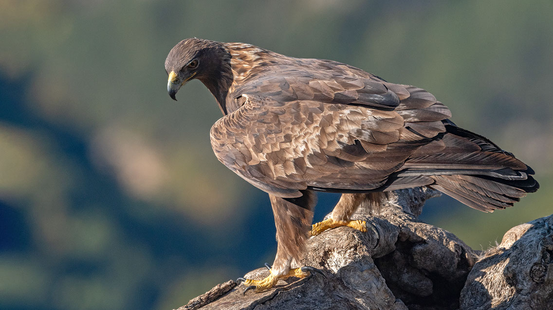Bartgeier, Gypaète Barbu, Quebrantahuesos, Lämmergeier, Lammergeier, 