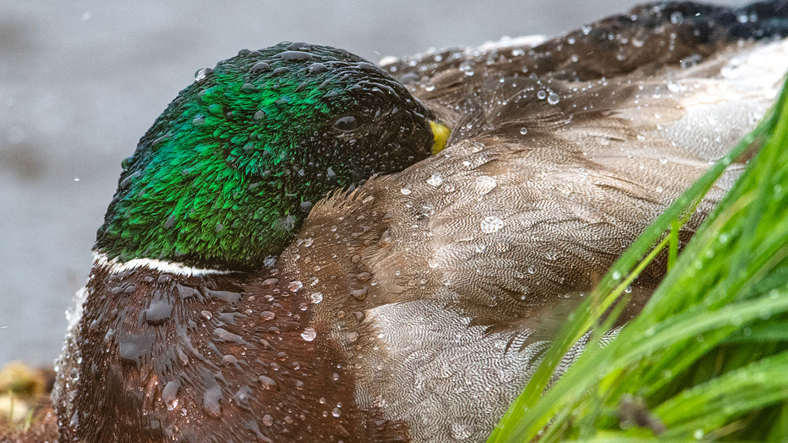 Bartgeier, Gypaète Barbu, Quebrantahuesos, Lämmergeier, Lammergeier, 