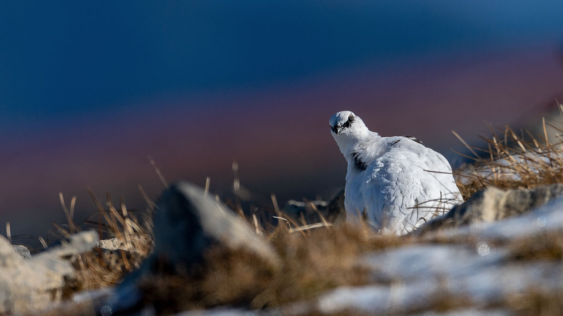 Bartgeier, Gypaète Barbu, Quebrantahuesos, Lämmergeier, Lammergeier, 