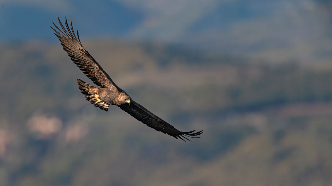 Bartgeier, Gypaète Barbu, Quebrantahuesos, Lämmergeier, Lammergeier, 