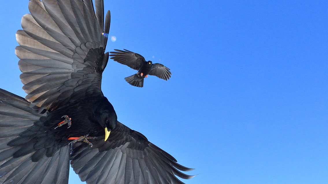 Bartgeier, Gypaète Barbu, Quebrantahuesos, Lämmergeier, Lammergeier, 