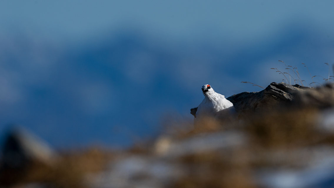 Bartgeier, Gypaète Barbu, Quebrantahuesos, Lämmergeier, Lammergeier, 