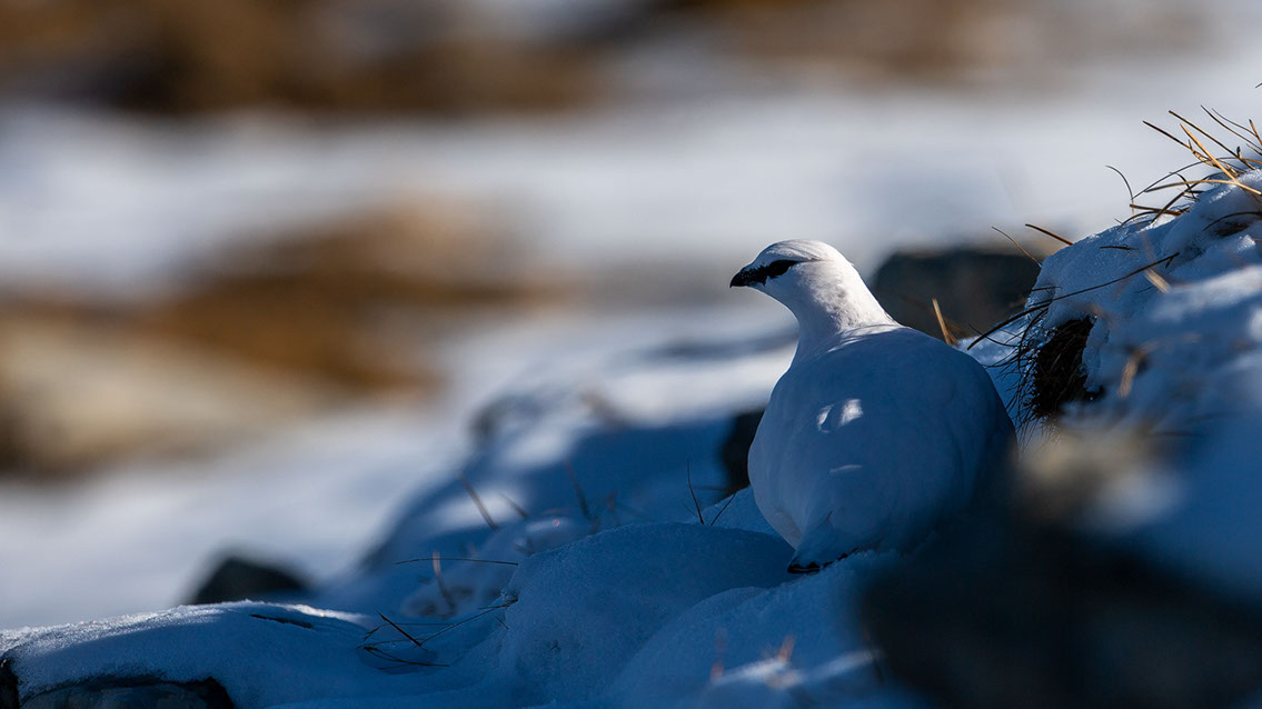 Bartgeier, Gypaète Barbu, Quebrantahuesos, Lämmergeier, Lammergeier, 