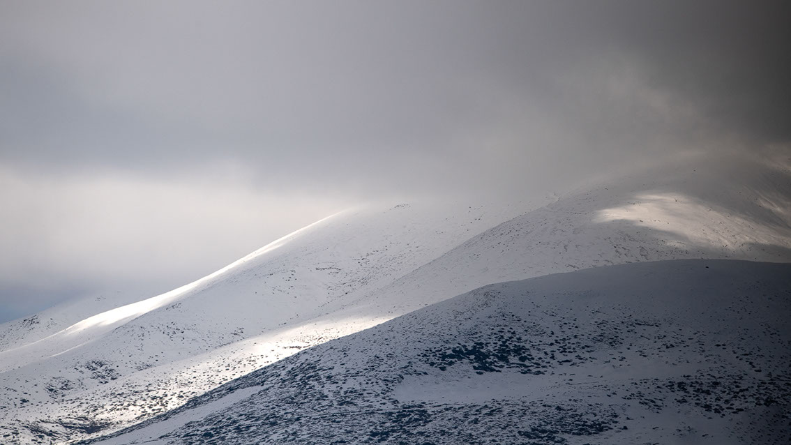 Bartgeier, Gypaète Barbu, Quebrantahuesos, Lämmergeier, Lammergeier, 