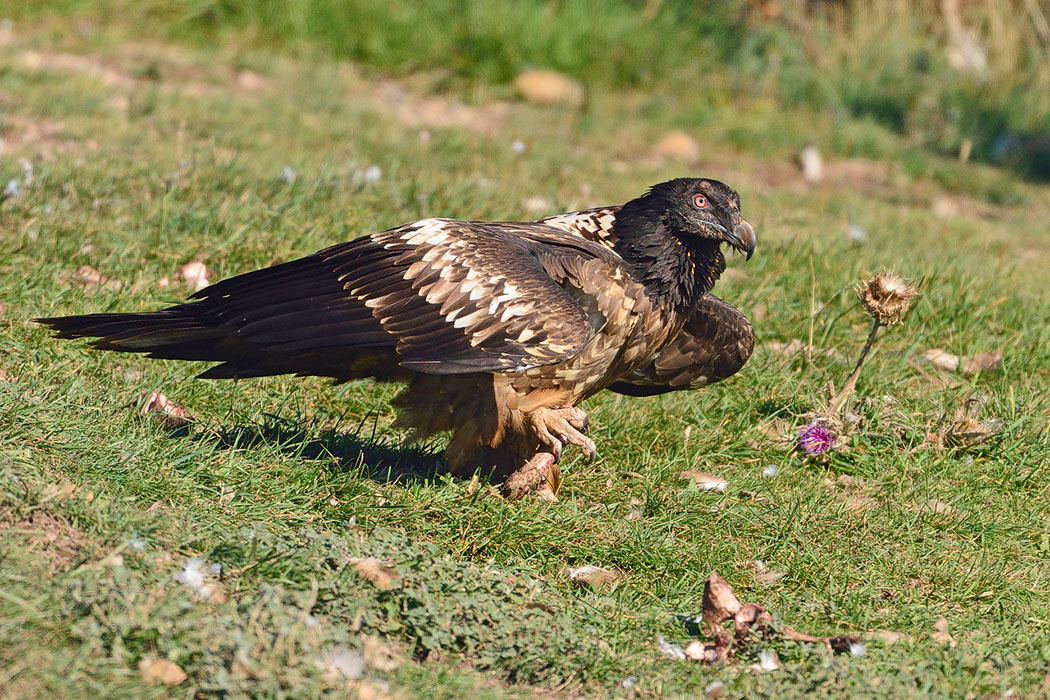 Bartgeier, Gypaète Barbu, Quebrantahuesos, Lämmergeier, Lammergeier, 