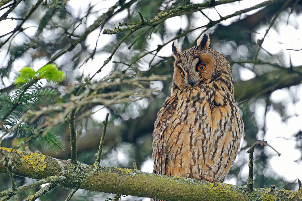 Hibou moyen-duc, Waldohreule, Gufo comune, Long-eared Owl 