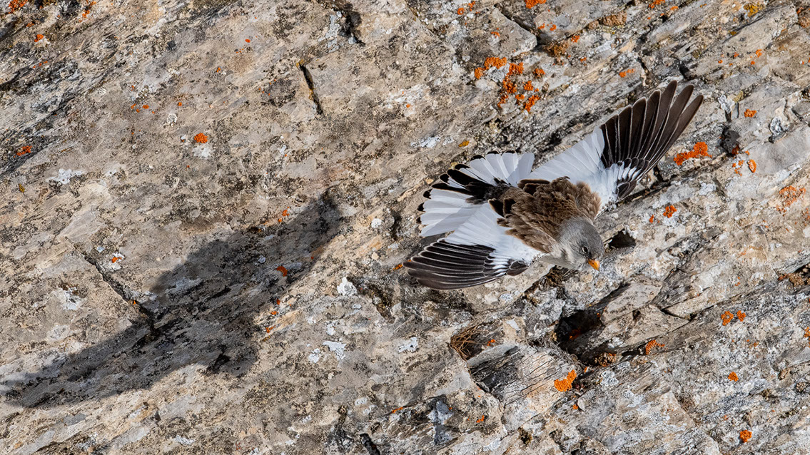 Bartgeier, Gypaète Barbu, Quebrantahuesos, Lämmergeier, Lammergeier, 