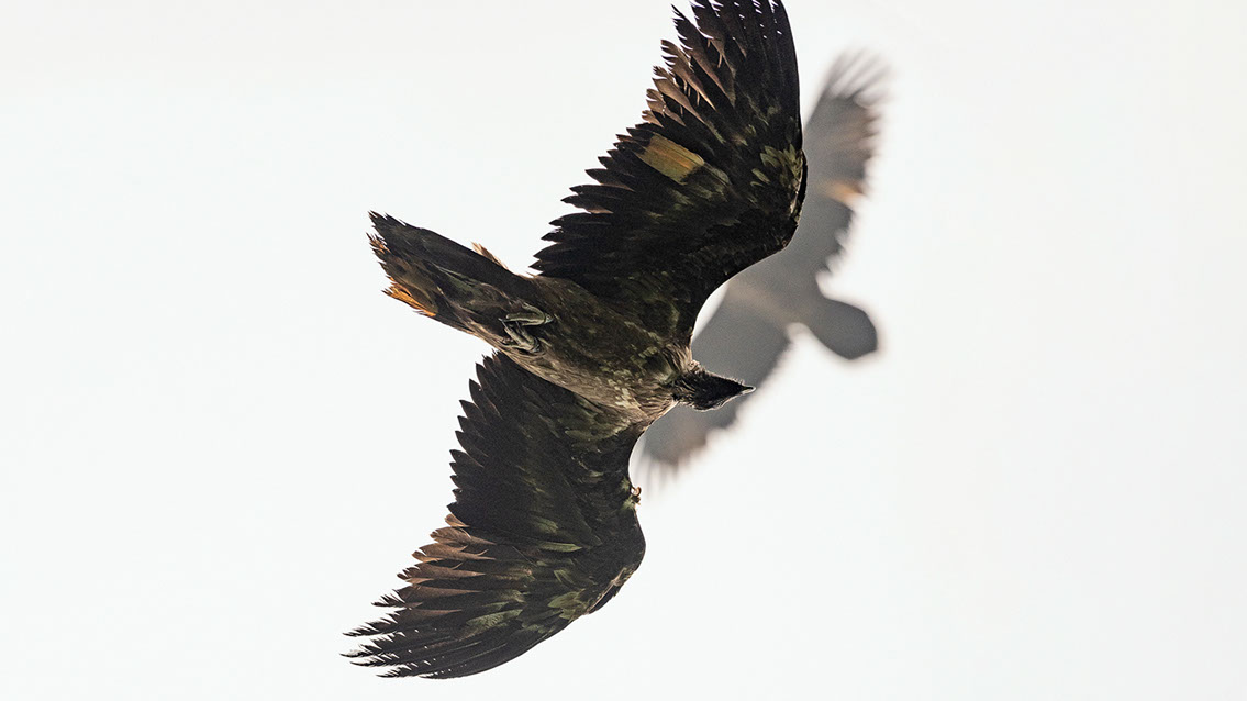 Bartgeier, Gypaète Barbu, Quebrantahuesos, Lämmergeier, Lammergeier, 