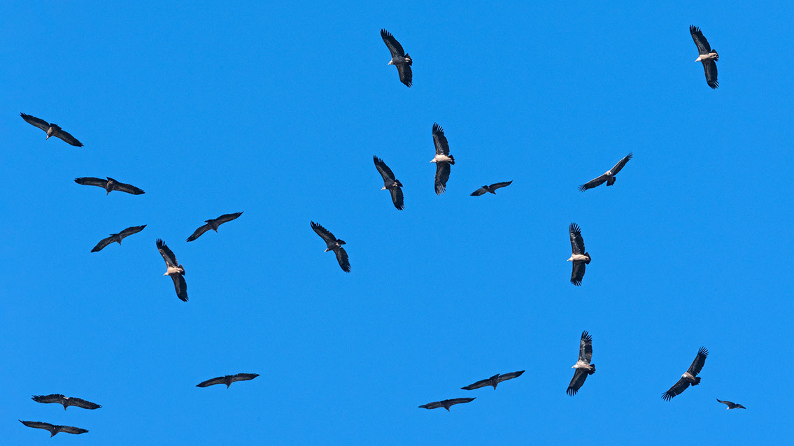 Bartgeier, Gypaète Barbu, Quebrantahuesos, Lämmergeier, Lammergeier, 