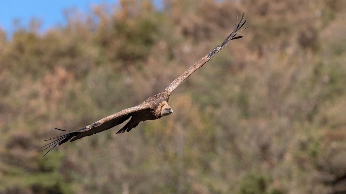 Bartgeier, Gypaète Barbu, Quebrantahuesos, Lämmergeier, Lammergeier, 