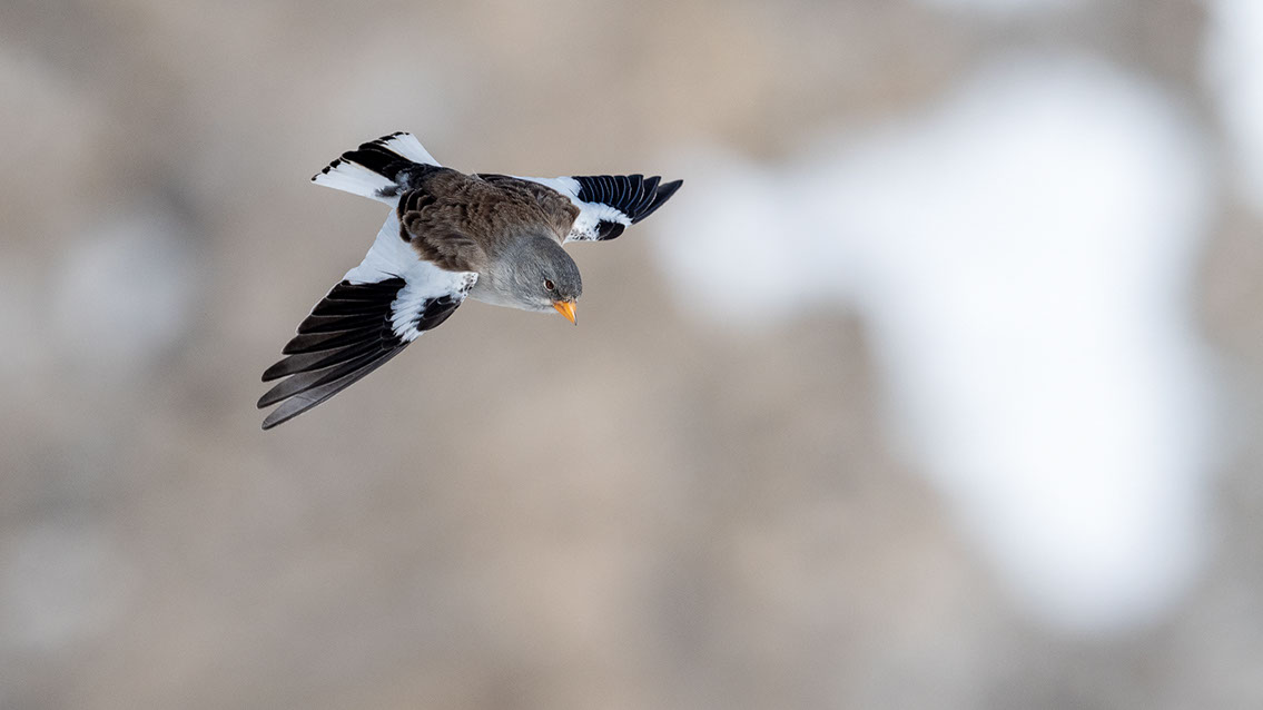 Bartgeier, Gypaète Barbu, Quebrantahuesos, Lämmergeier, Lammergeier, 