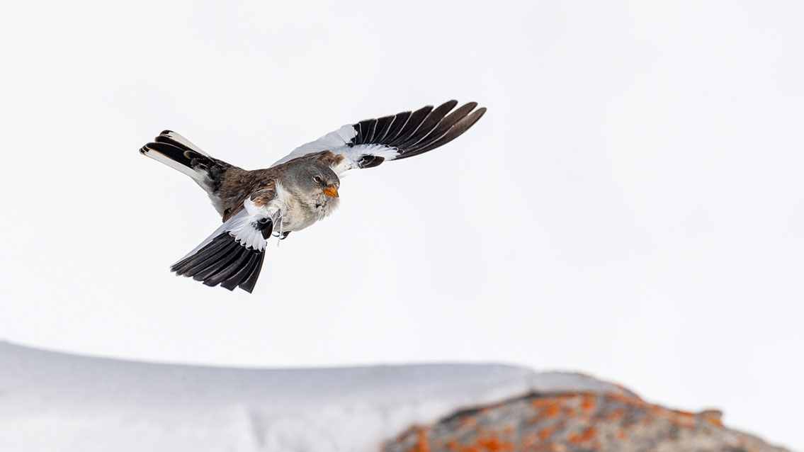 Bartgeier, Gypaète Barbu, Quebrantahuesos, Lämmergeier, Lammergeier, 