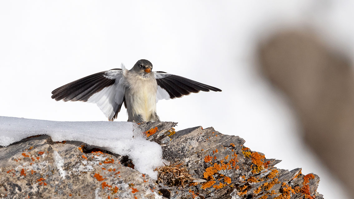 Bartgeier, Gypaète Barbu, Quebrantahuesos, Lämmergeier, Lammergeier, 