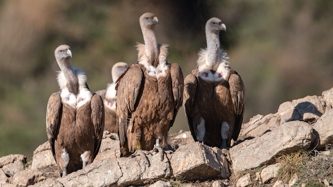 Bartgeier, Gypaète Barbu, Quebrantahuesos, Lämmergeier, Lammergeier, 