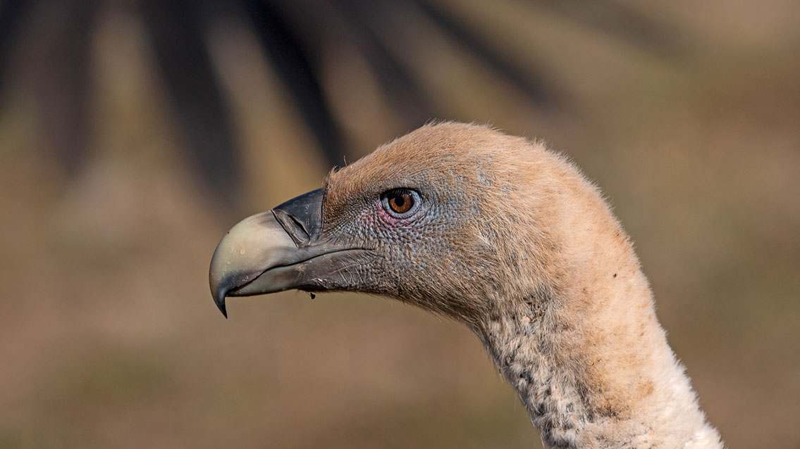 Bartgeier, Gypaète Barbu, Quebrantahuesos, Lämmergeier, Lammergeier, 