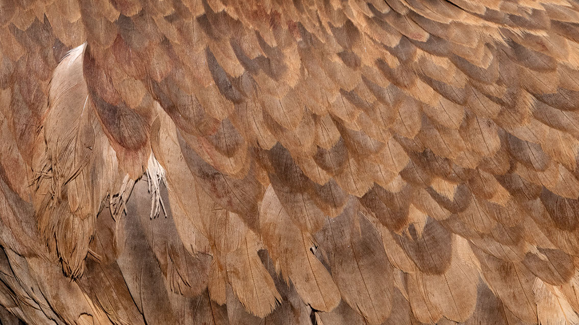 Bartgeier, Gypaète Barbu, Quebrantahuesos, Lämmergeier, Lammergeier, 