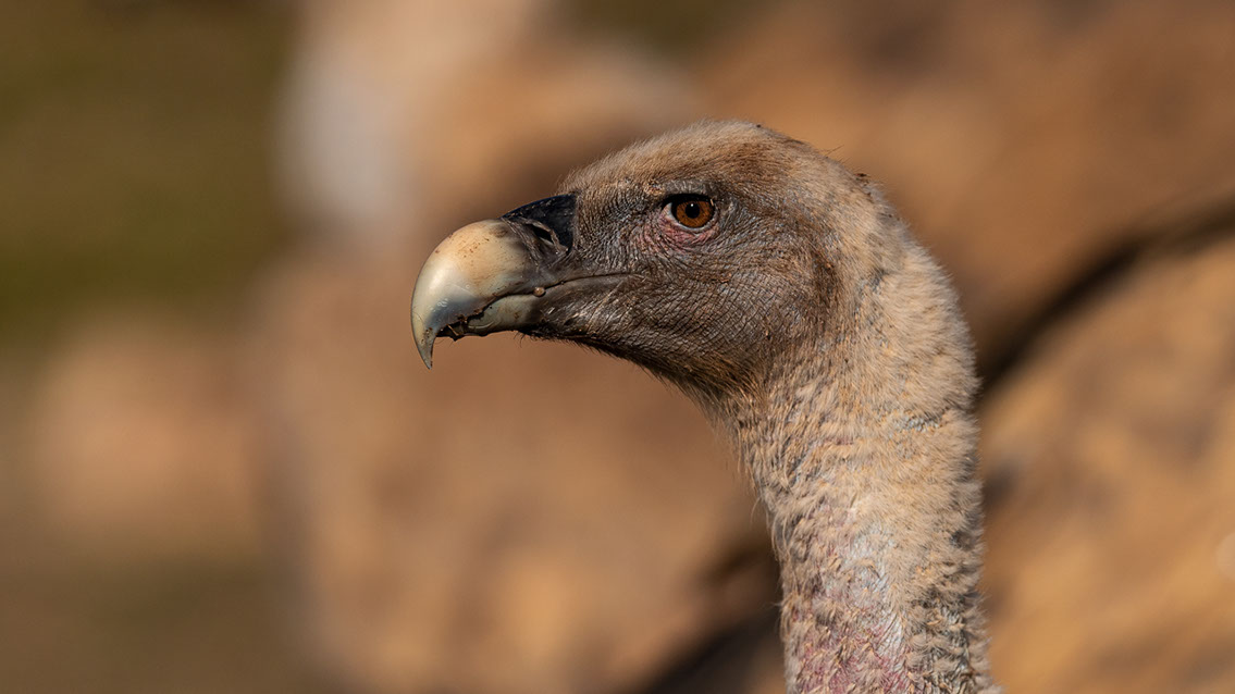 Bartgeier, Gypaète Barbu, Quebrantahuesos, Lämmergeier, Lammergeier, 