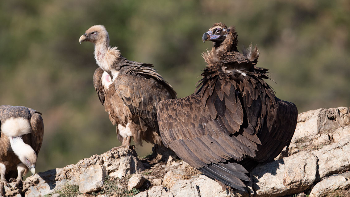 Bartgeier, Gypaète Barbu, Quebrantahuesos, Lämmergeier, Lammergeier, 