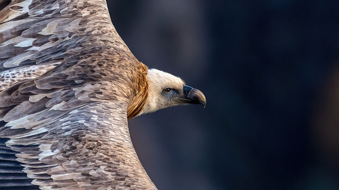 Bartgeier, Gypaète Barbu, Quebrantahuesos, Lämmergeier, Lammergeier, 